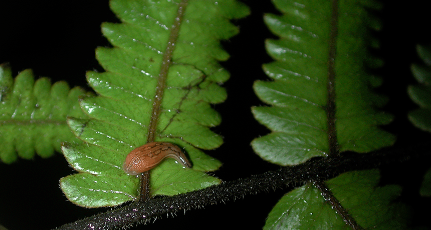 fern’s leech