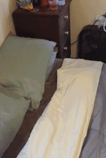 Эти гифки с животными сделают ваш день!