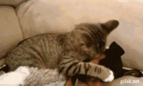 коты, позитив, добро, животные, дети