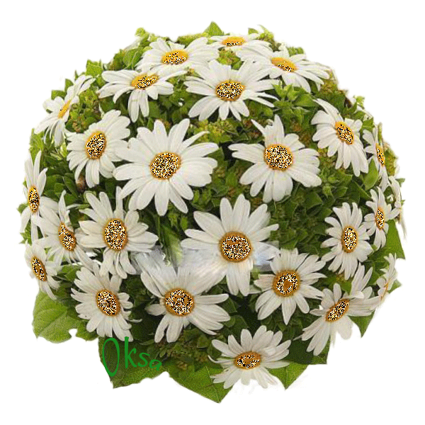 11 ромашка. Мерцающие ромашки. ромашки мерцающие букет. ромашки букет гифы. ромашка кустовая.