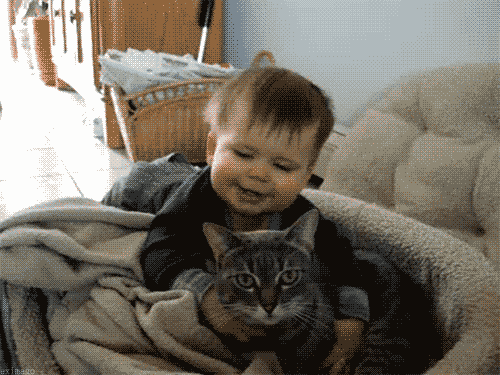 коты, позитив, добро, животные, дети