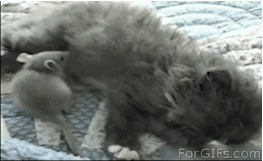 коты, позитив, добро, животные, дети