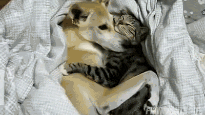 коты, позитив, добро, животные, дети