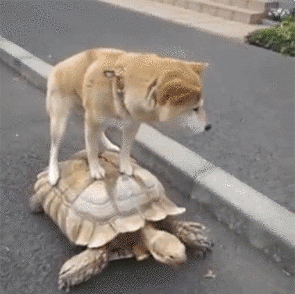 собаки живущие полной жизнью (9)