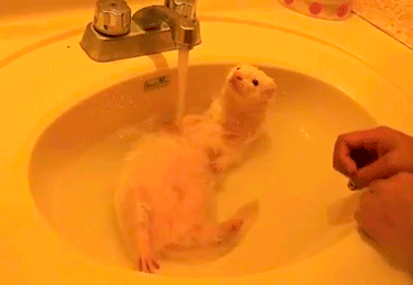Животные принимающие ванну - самая милая вещь в мире