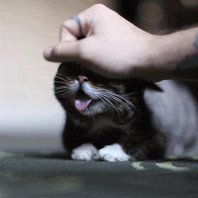 Hosted by imgur.com Кототерапия. Продолжение