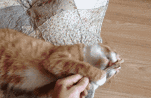 животные, забавно, изменение сознания, кошачья мята, кошки, растения, смешно, фото