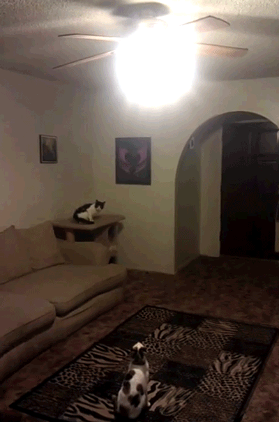 Hosted by imgur.com Кототерапия. Продолжение