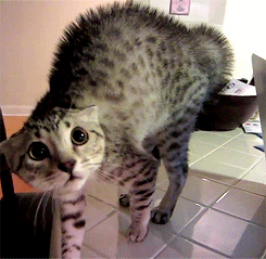 Hosted by imgur.com Кототерапия. Продолжение