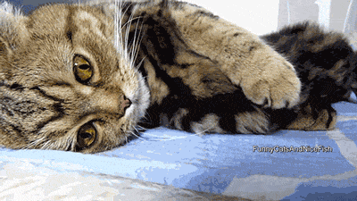 коты, позитив, добро, животные, дети