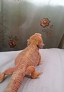 Ящерица нападает на цветок