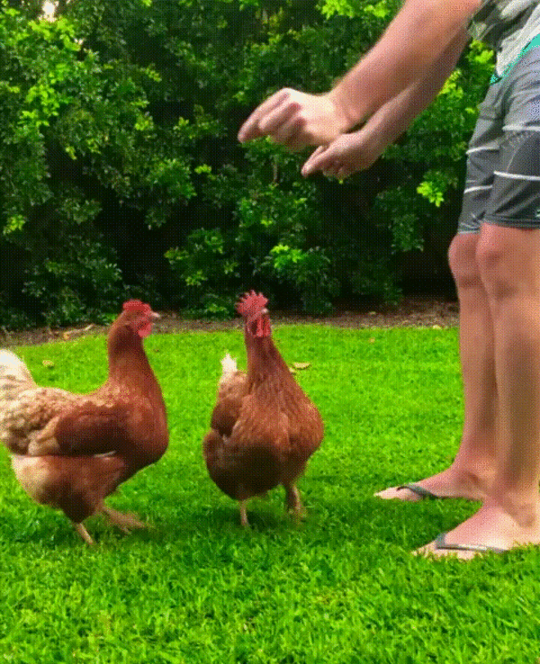 Видео про куриц. Курица. Смешная Курочка. Смешные куры. Курица gif.