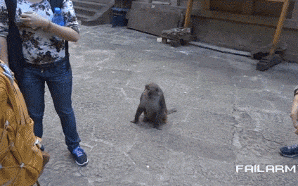 source: imgur.com Животные воришки