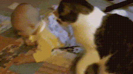 GIF-доказательство, что коты - чертовски весёлые ребята GIF коты юмор