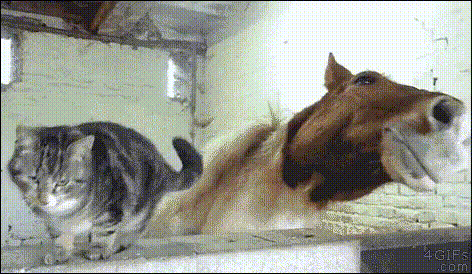 GIF-доказательство, что коты - чертовски весёлые ребята GIF коты юмор