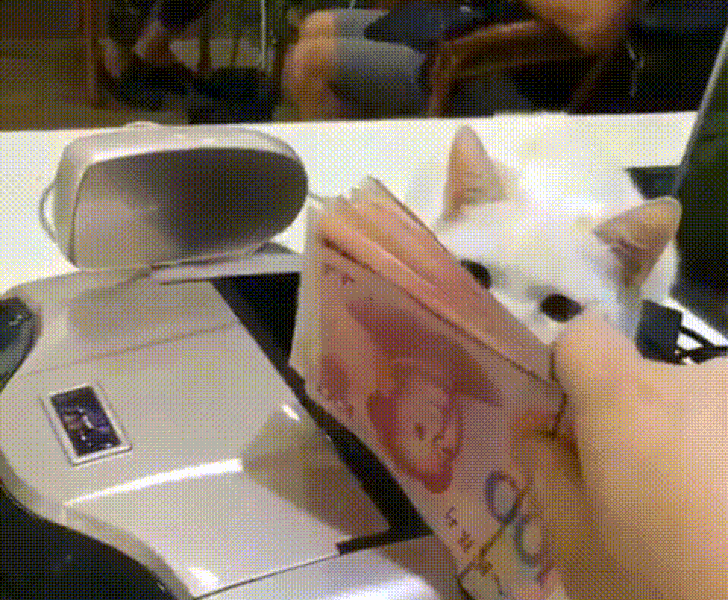 20+ правдивых фото, которые демонстрируют всю суть жизни с котом
