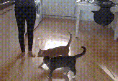 GIF-доказательство, что коты - чертовски весёлые ребята GIF коты юмор