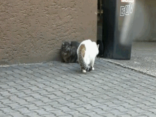 разное, животные
