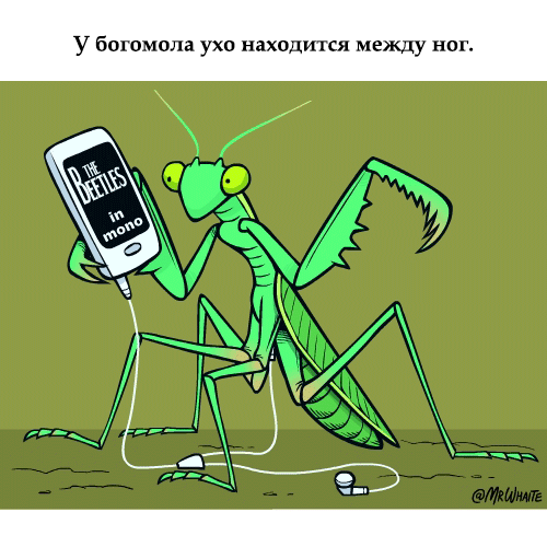Занимательная зоология