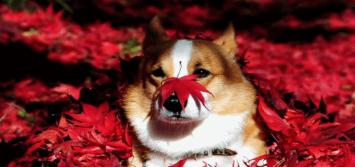 16 cамых забавных осенних фотографий собачек dogsnfall03 16 cамых забавных осенних фотографий собачек