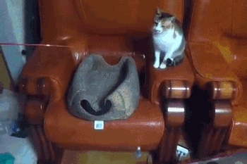Кототерапия. Огромная порция позитива!
