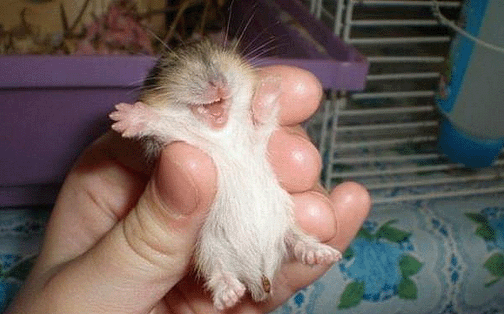 Животные
