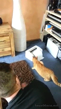 Hosted by imgur.com Кототерапия. Продолжение