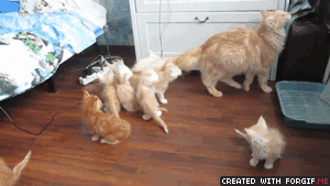 Hosted by imgur.com Кототерапия. Продолжение