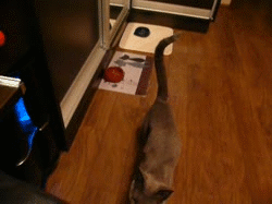 Hosted by imgur.com Кототерапия. Продолжение