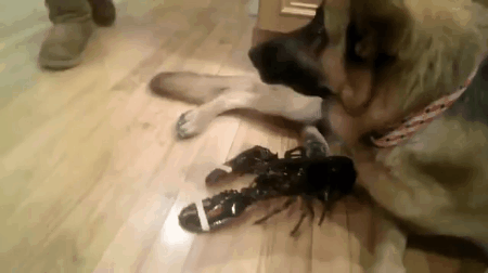 Не знаю, что это такое, но никому не отдам Не знаю, что это такое, но никому не отдам