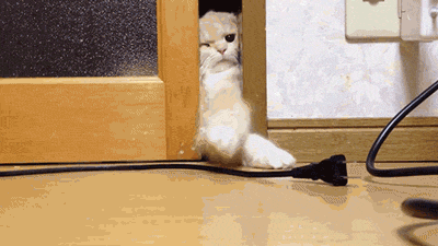 petsneedattention20 Смешные животные, которым нужно внимание хозяина прямо сейчас