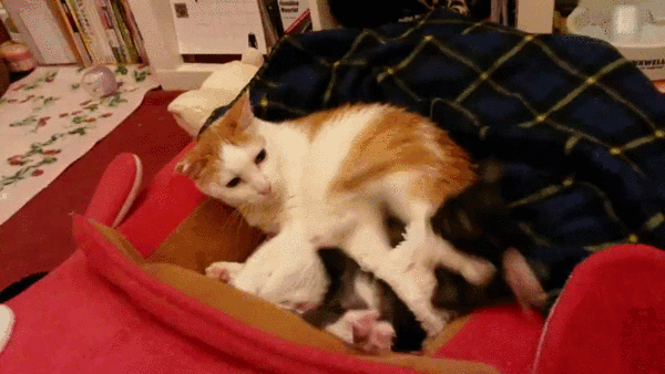 Котониндзя. Новая часть